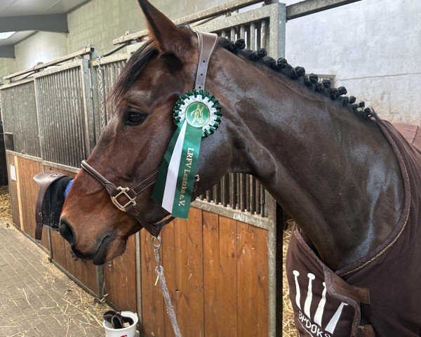 jumper Tache d'or 'H' (Belgian Warmblood, 2019, from Oliver Obolensky)