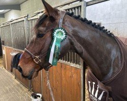 Springpferd Tache d'or 'H' (Belgisches Warmblut, 2019, von Oliver Obolensky)