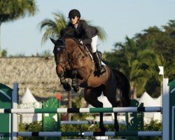 jumper Pinoe van de Achterhoek (Belgian Warmblood, 2015, from Iron Man van de Padenborre)