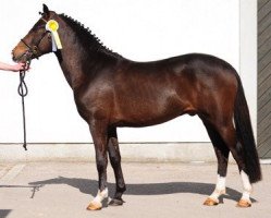 stallion Koetsiershoeve Totilas (New Forest Pony, 2009, from Orlando)