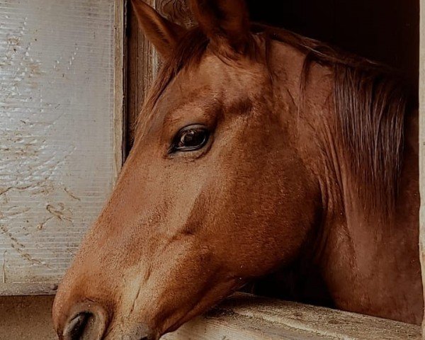 Zuchtstute Frau Helga (Russisch Trakehner, 2012, von Efendis)