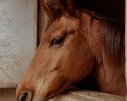 Zuchtstute Frau Helga (Russisch Trakehner, 2012, von Efendis)