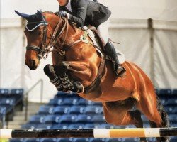 Zuchtstute Ballade van het Indihof (Belgisches Warmblut, 2001, von Thunder van de Zuuthoeve)