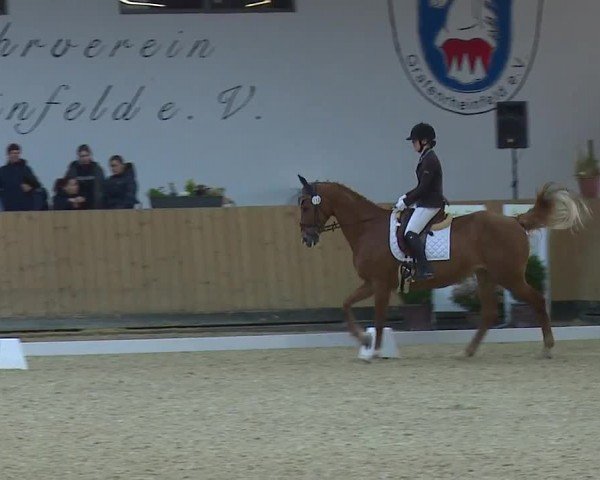Reitturnier Grafenrheinfeld/Ufr. 2024