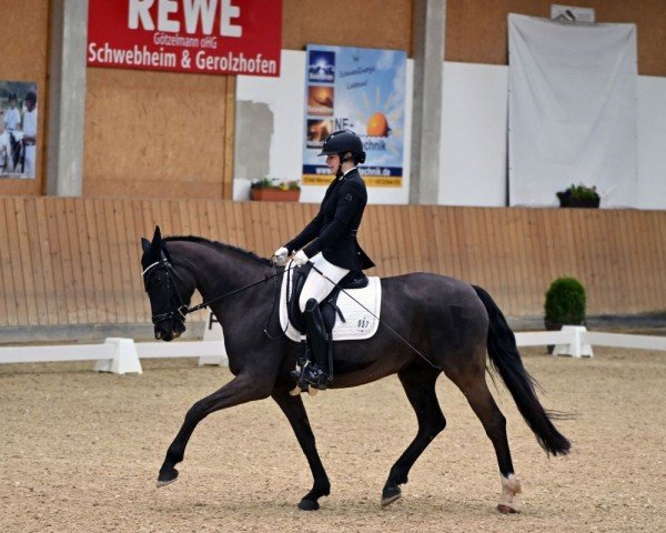 dressage horse Donna Wetta (German Sport Horse, 2009, from Birkhofs Denario)