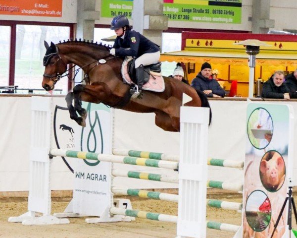 jumper Coconut Kiss 42 (German Sport Horse, 2018, from Renegate)