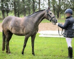 broodmare Grace KB (German Riding Pony, 2019, from Golden Clooney)