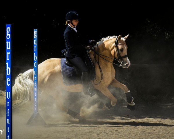Pferd Koring's Kalvino de la Luz (Deutsches Reitpferd, 2013, von Hosco XXI)