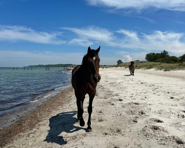 broodmare Helaja (Hanoverian, 2007, from Hotline)