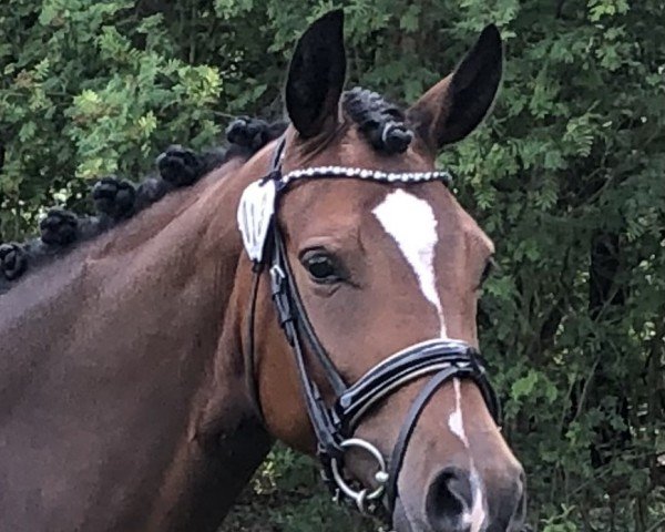 broodmare La Petite Hermine (German Riding Pony, 2017, from Harry Potter)