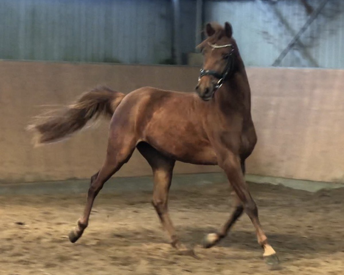 broodmare Buchenhof's Shajasha (German Riding Pony, 2018, from Harry Potter)