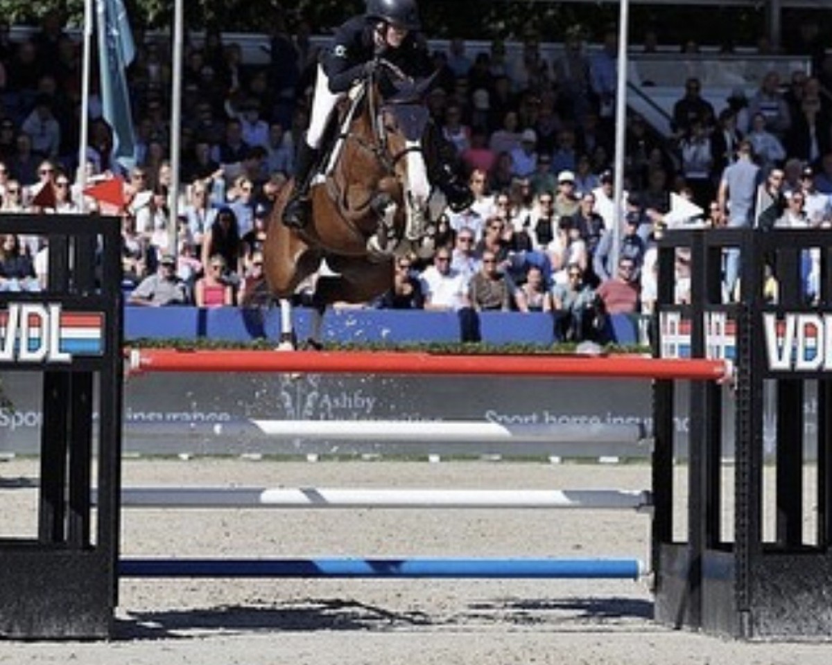 jumper Bp Tiny Dancer (Irish Sport Horse, 2017, from Plot Blue)