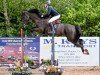 Springpferd Curra Ferro (Irish Sport Horse, 2016, von S Creevagh Ferro)