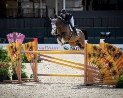 jumper Ekilly van de Horst (KWPN (Royal Dutch Sporthorse), 2009, from Caspar (Berlin))