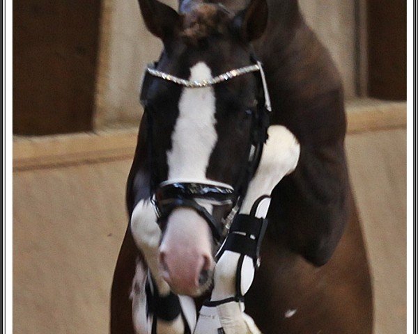 dressage horse Buchenhof's Habanero (German Riding Pony, 2020, from Harry Potter)