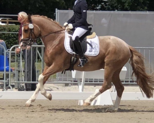 dressage horse High Fashion 7 (German Riding Pony, 2018, from Harry Potter)