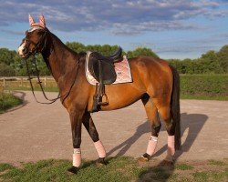 Springpferd GK Coolio (Holsteiner, 2011, von Carentan)