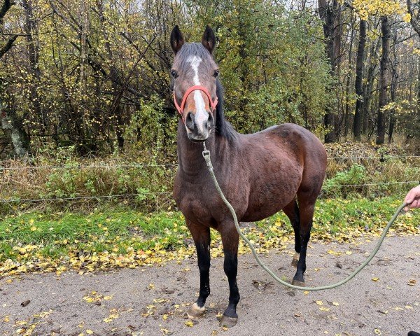 jumper Lennox von der Ponywiese (German Riding Pony, 2020, from Little Star 28)