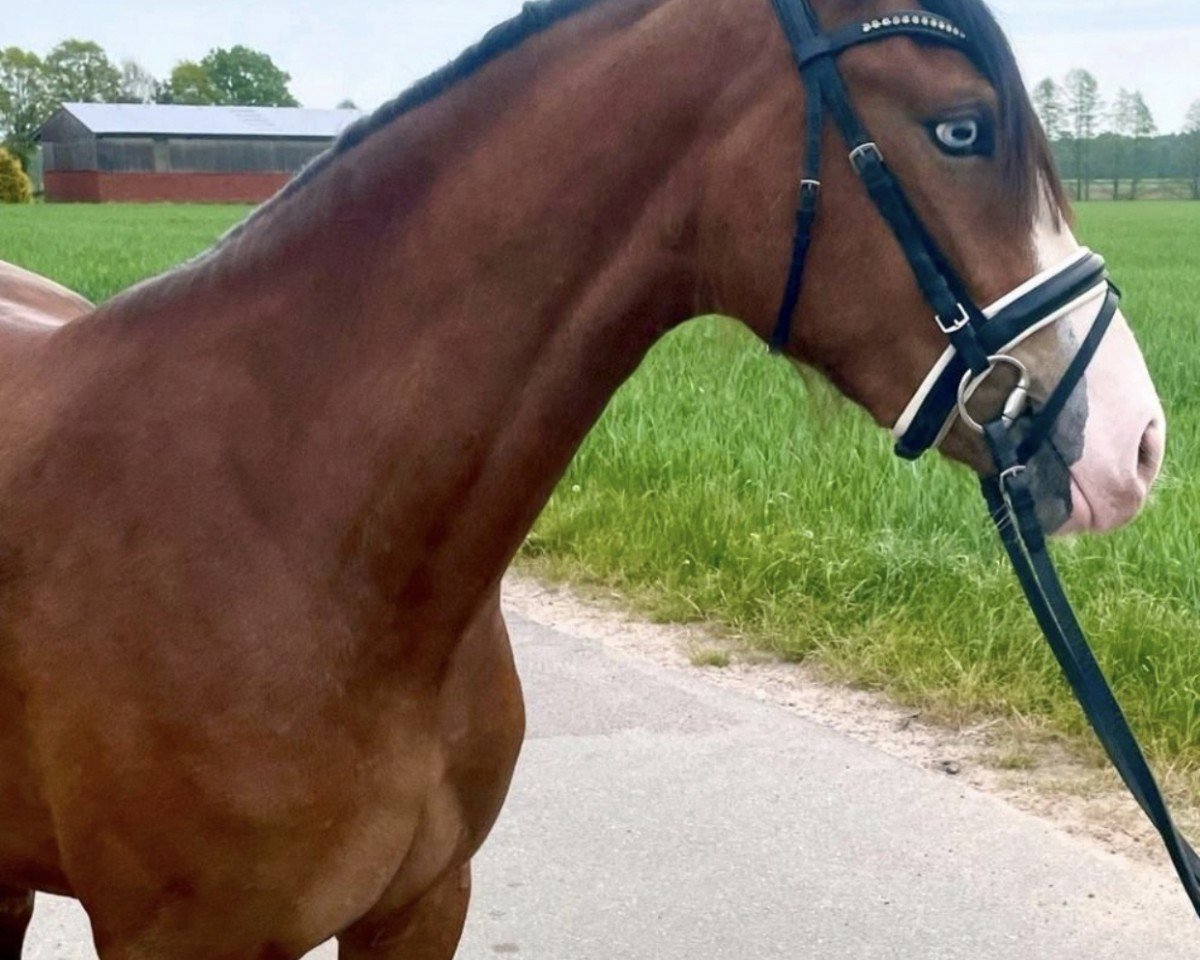dressage horse Hill‘s Davinia (German Riding Pony, 2019, from Hill's Damon)
