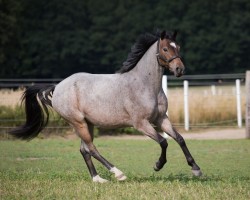 dressage horse Crumble Brownie IW (German Riding Pony, 2019, from Coer Noble)