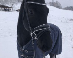 dressage horse Black Jack von Weidmannsruh (Hanoverian, 2018, from Bernay)