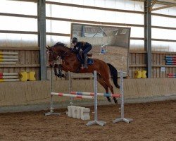 jumper Chacoony N (German Warmblood, 2016, from Chacco-Blue)