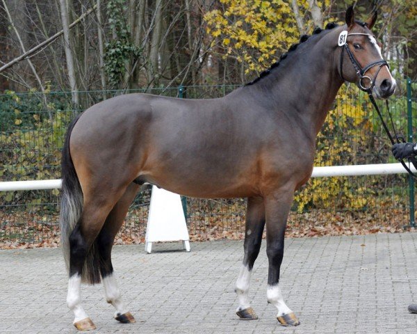 stallion Mylord Carwyn (German Riding Pony, 2011, from Machno Carwyn)