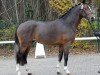 stallion Mylord Carwyn (German Riding Pony, 2011, from Machno Carwyn)