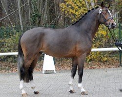 Deckhengst Mylord Carwyn (Deutsches Reitpony, 2011, von Machno Carwyn)