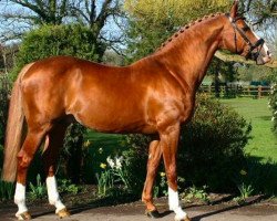 stallion Libro (KWPN (Royal Dutch Sporthorse), 1993, from Faust Z)