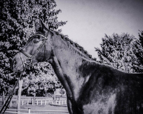 dressage horse Toulouse Lautrec 3 (Oldenburg, 2014, from Tomahawk)