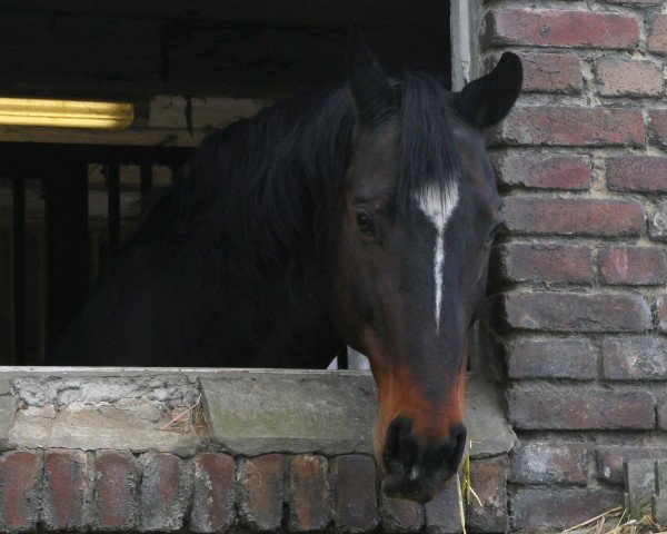 Pferd Cooper (unbekannt,  )