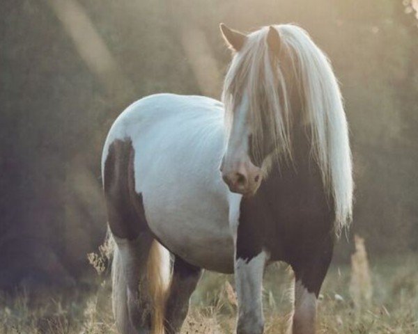 Pferd Sir Hank (Tinker / Irish Cob / Gypsy Vanner, 1999)