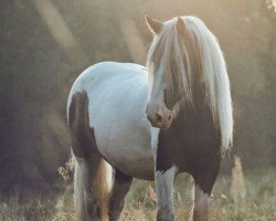 horse Sir Hank (Tinker / Irish Cob / Gypsy Vanner, 1999)