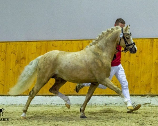 Deckhengst Woldberg's Leonardi (Welsh Pony (Sek.B), 2016, von Boston Bonaparte)