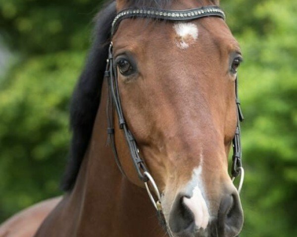 dressage horse Desperados Dreams (Hanoverian, 2007, from Damsey FRH)