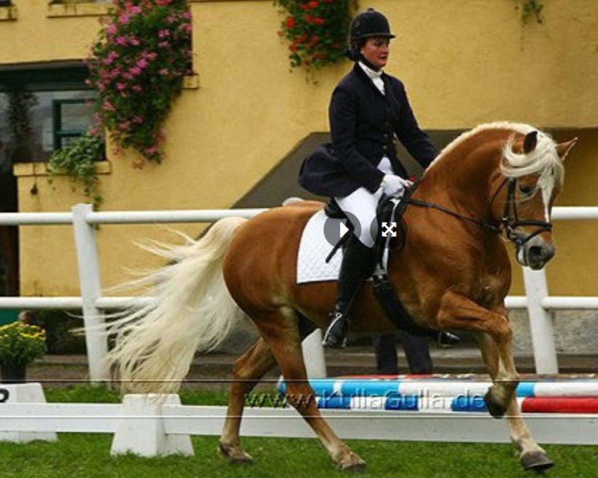 stallion Wildbach (Haflinger, 1998, from Winterstern)