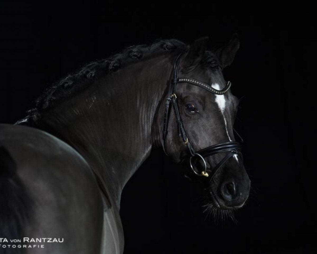 stallion Null-Null-Sieben (German Riding Pony, 2013, from Nutrix)