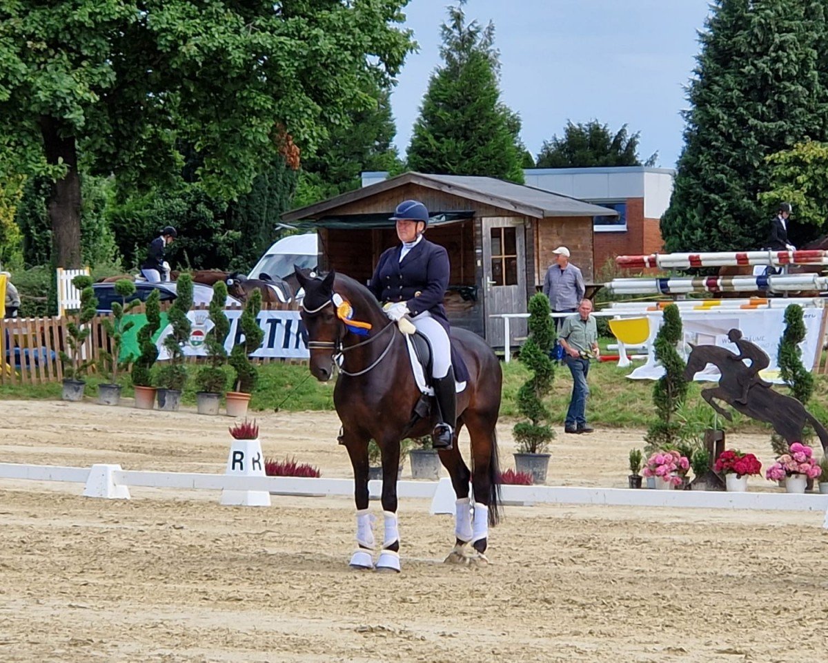 dressage horse Santiano WF (Westphalian, 2014, from Sunday)