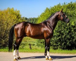 Springpferd Fromecs Quick D'Or (Schweizer Warmblut, 2013, von Quickly de Kreisker)