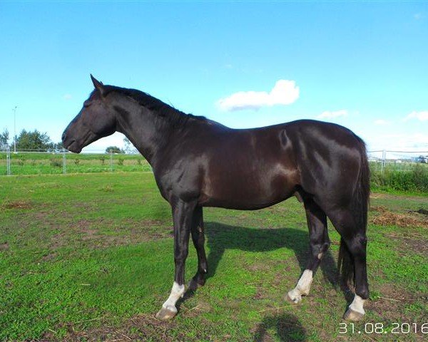 stallion Formidable M (KWPN (Royal Dutch Sporthorse), 2010, from Zento)