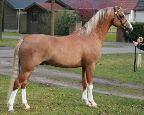 Deckhengst Ysselvliedts Free Ladykiller (Welsh Pony (Sek.B), 2011, von Glansevin Graffiti)