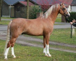 stallion Ysselvliedts Free Ladykiller (Welsh-Pony (Section B), 2011, from Glansevin Graffiti)