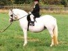 Zuchtstute Revel So Shy (Welsh Mountain Pony (Sek.A), 1993, von Revel Humming Top)