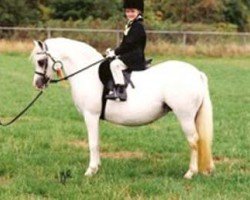 Zuchtstute Revel So Shy (Welsh Mountain Pony (Sek.A), 1993, von Revel Humming Top)