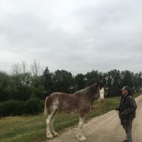 horse Hill Topper Majic's Luna (Clydesdale, 2019, from Doura Above All)