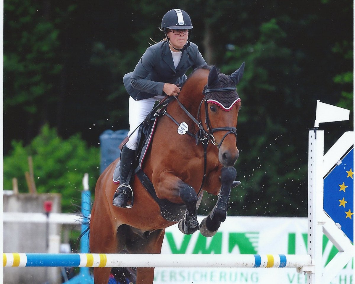jumper NABAB'S UNO Z (Zangersheide riding horse, 2012, from Nabab de Rêve)