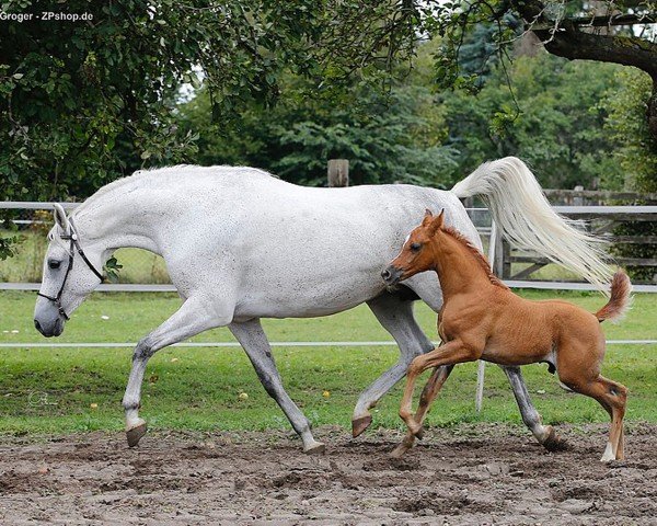 broodmare Philanah ox (Arabian thoroughbred, 2012, from Gaisyrx ox)