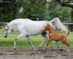 broodmare Philanah ox (Arabian thoroughbred, 2012, from Gaisyrx ox)