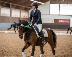 dressage horse Medlock 2 (German Riding Pony, 2008, from Maverick)